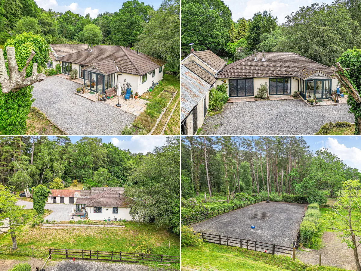 New Forest near Ringwood, Hampshire