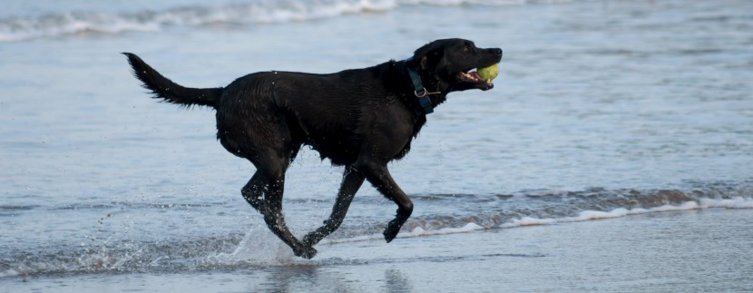 MJ supports Guide Dogs Cymru
