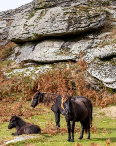 horses outside