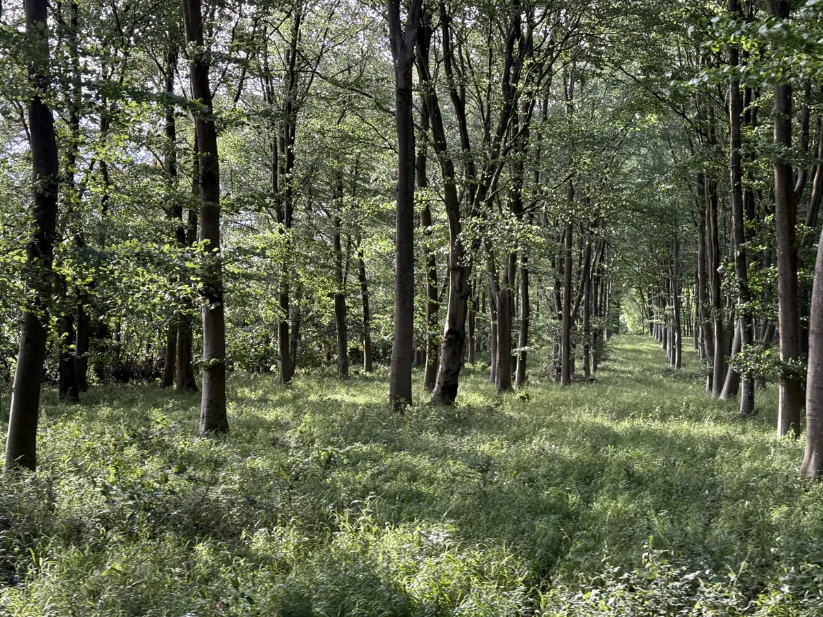 https://mr1.homeflow-assets.co.uk/files/media/image/0000/0000/15612b6d347a5d89f0e724dd3022126b/Woodland_management.JPG