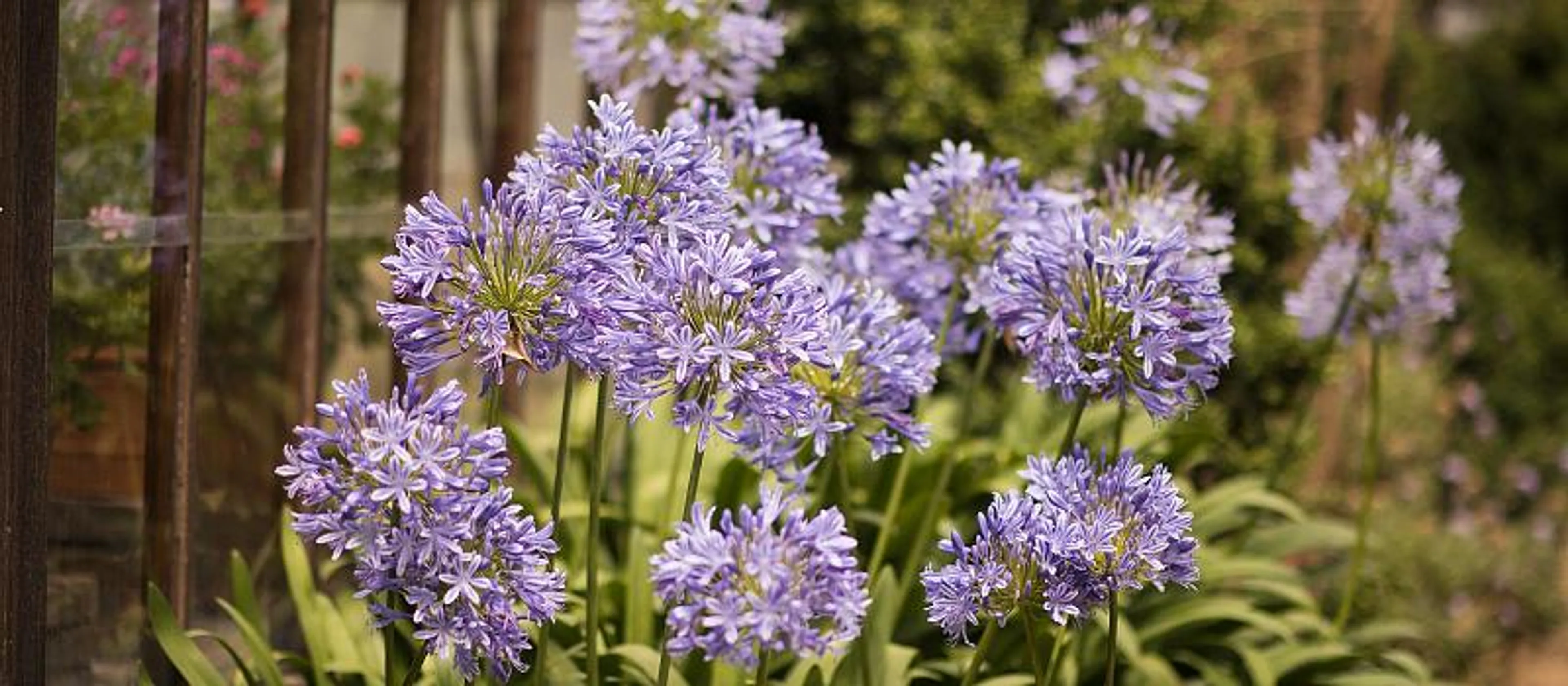chelsea_physic_garden__exclusive_discount-800c350.jpg
