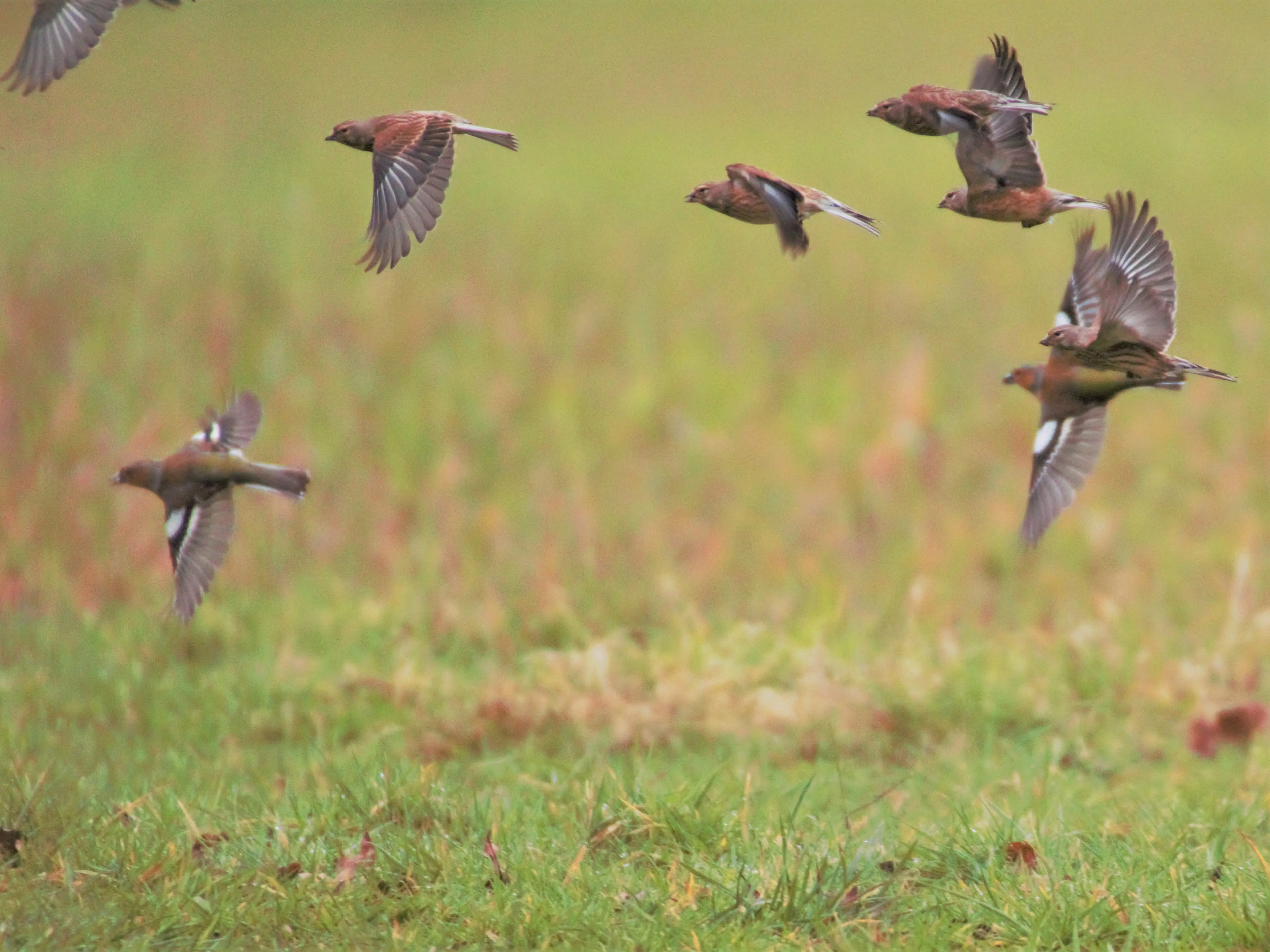https://mr1.homeflow-assets.co.uk/files/media/image/0000/0000/40c77de553f3fde37d81f9a3fab1a2da/finches_flying.jpg
