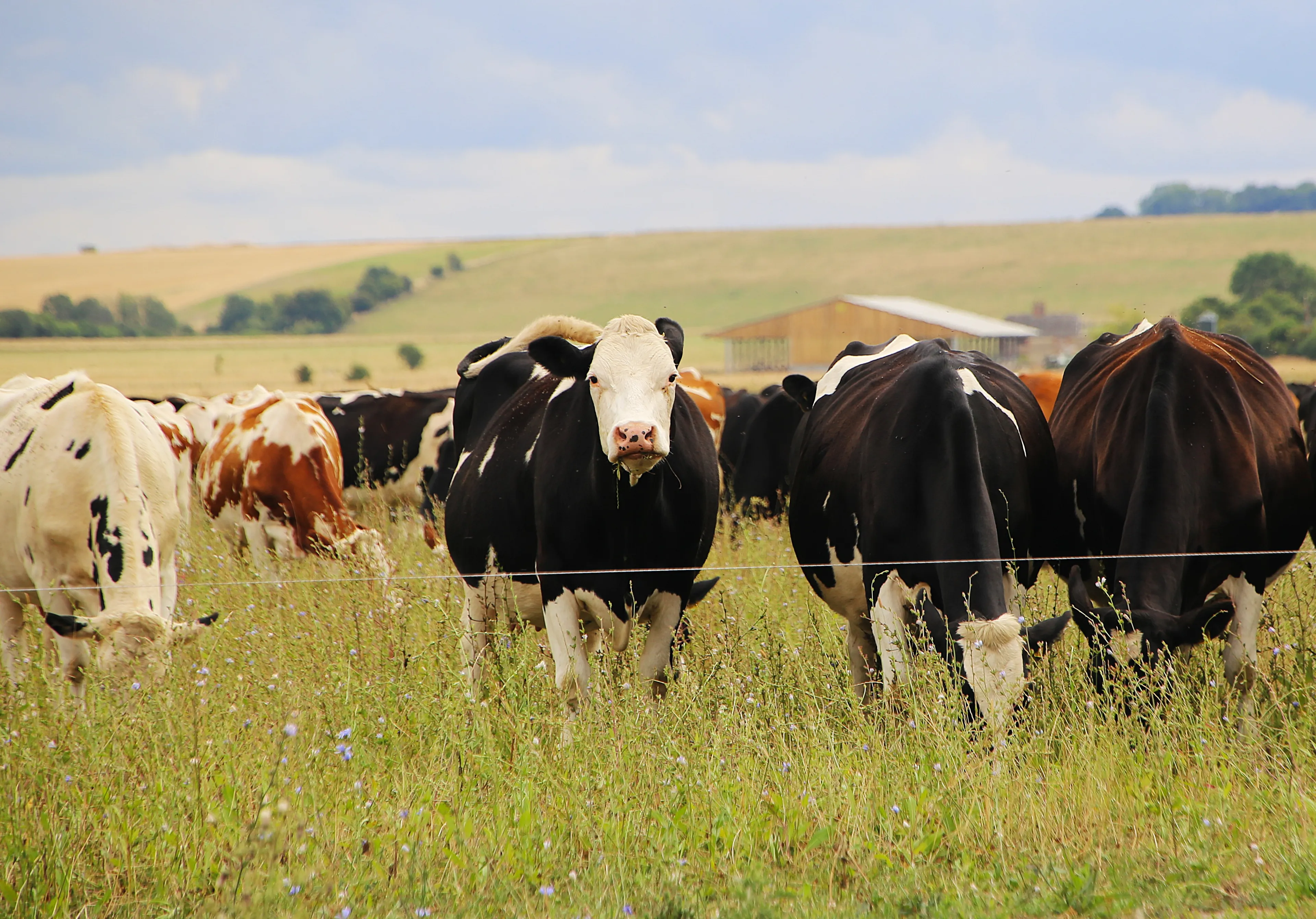 https://mr1.homeflow-assets.co.uk/files/media/image/0000/0000/6372e10633e7c4ba1b8d644074921071/regen_cattle.JPG