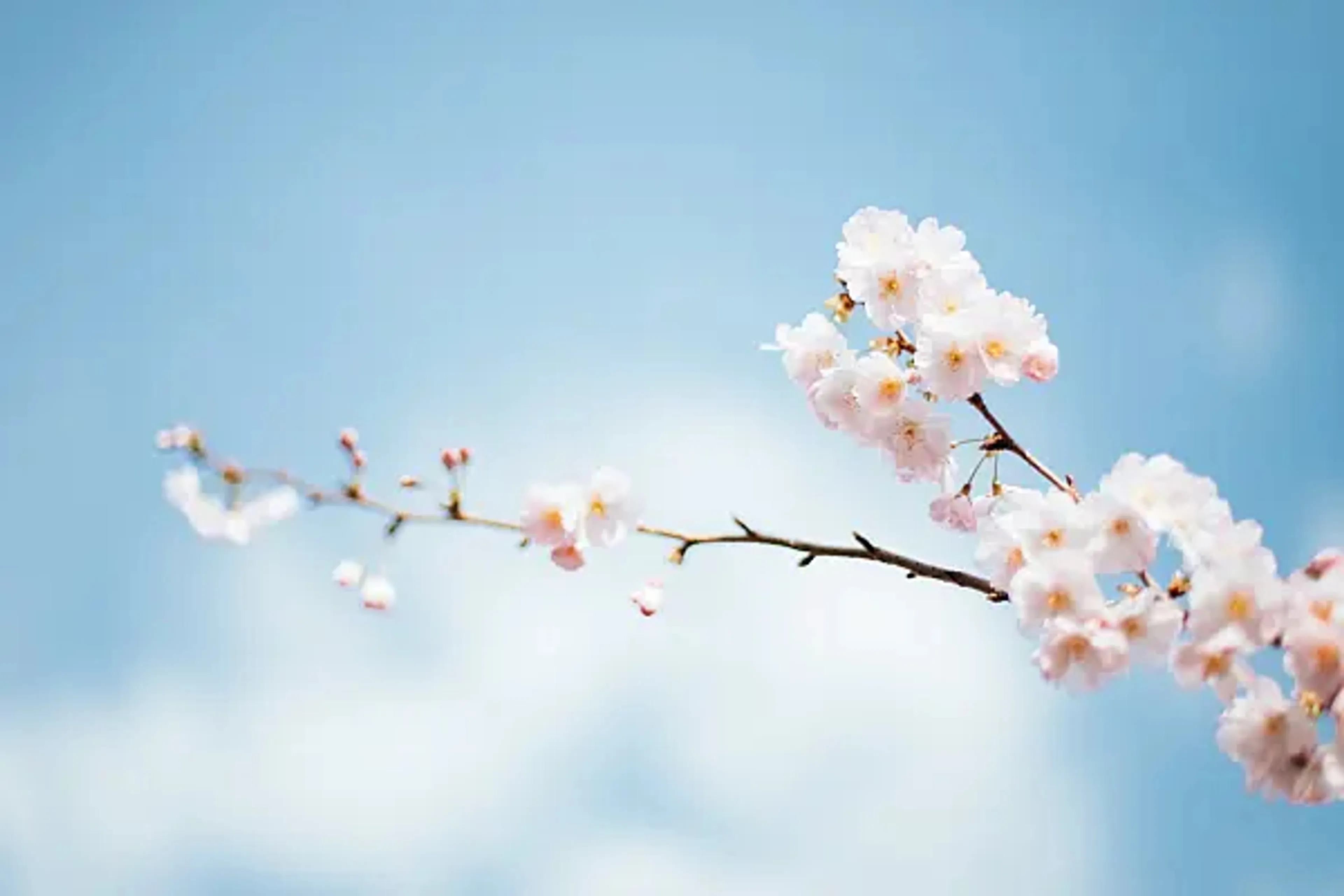 https://mr1.homeflow-assets.co.uk/files/media/image/0000/0000/808697a5ed529750a5c79647d5a0acc9/Spring_Cleaning_Tips_For_A_Tidy_Home-l-600x0.jpg