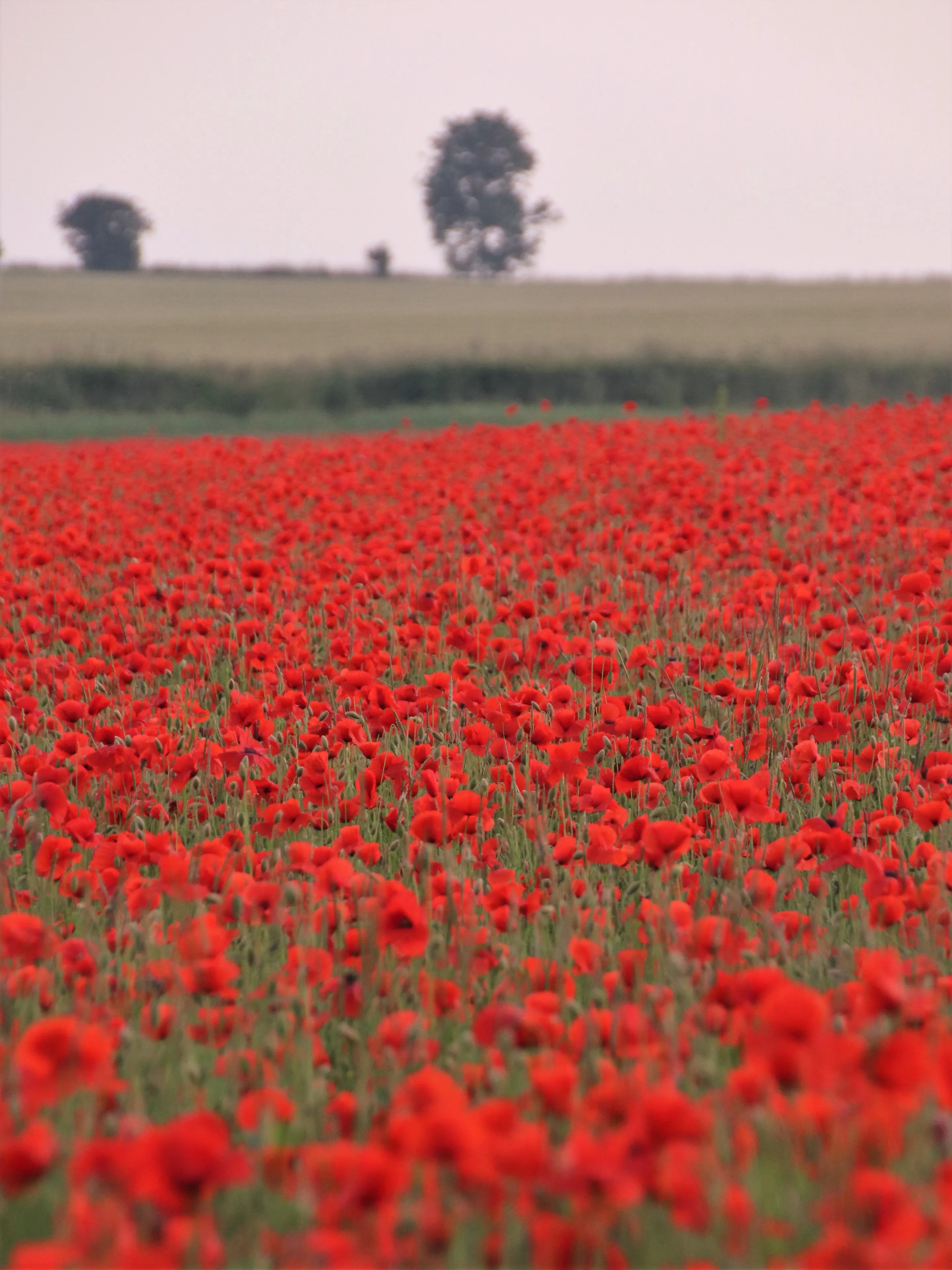 https://mr1.homeflow-assets.co.uk/files/media/image/0000/0000/d8f10cca0b12eab0eeec769a2498bc9c/IMG_5039_poppy.JPG