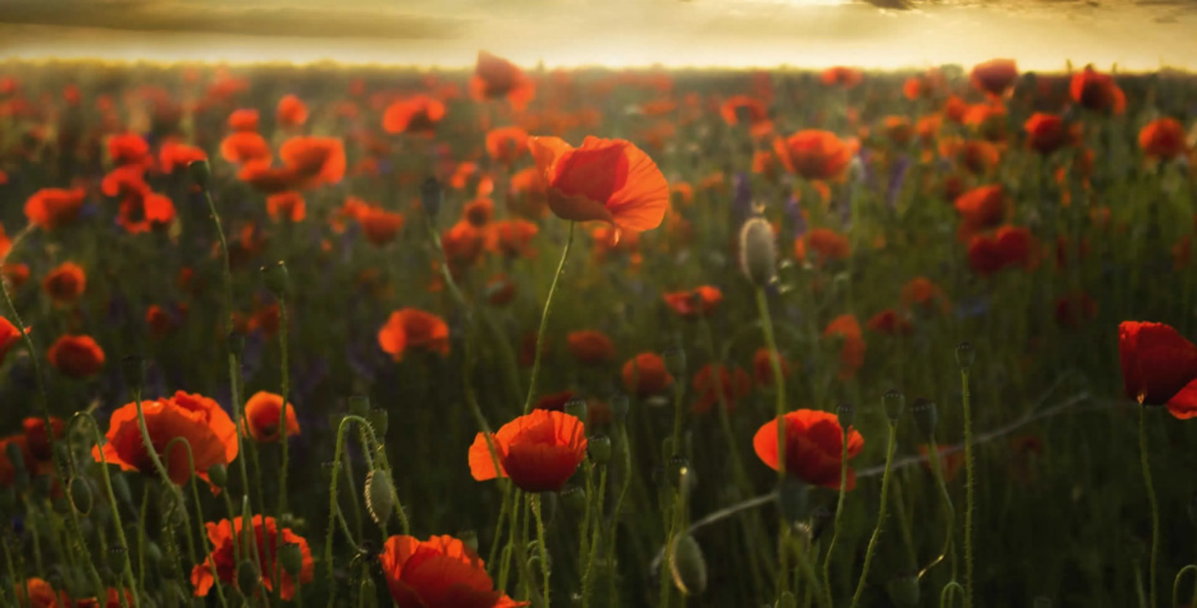 https://mr1.homeflow-assets.co.uk/files/media/image/0000/0000/fd1144ec568f8d741a972f2808b1fe60/remembrance-day-03.jpg