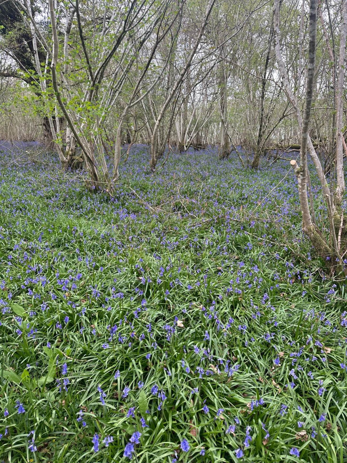 Nr Motcombe, Dorset - About 7.4 Acres Image 9