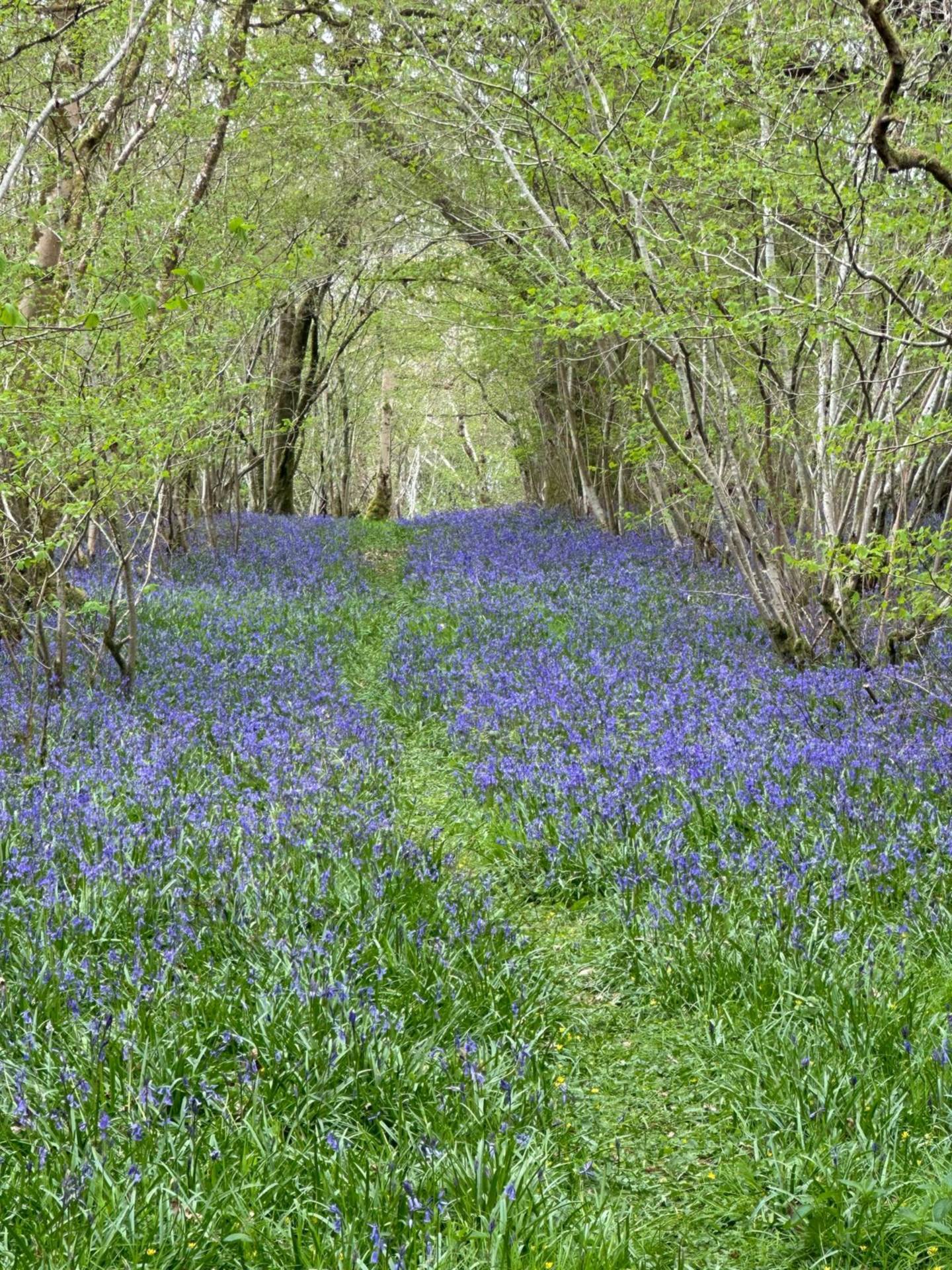 Nr Motcombe, Dorset - About 9.8 Acres Image 4
