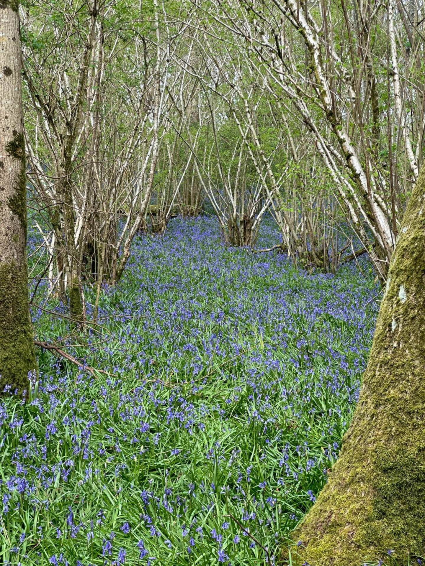 Nr Motcombe, Dorset - About 9.8 Acres Image 11