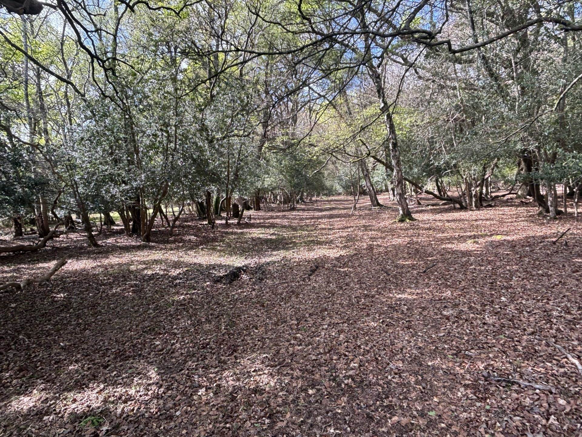 Minstead Image 8