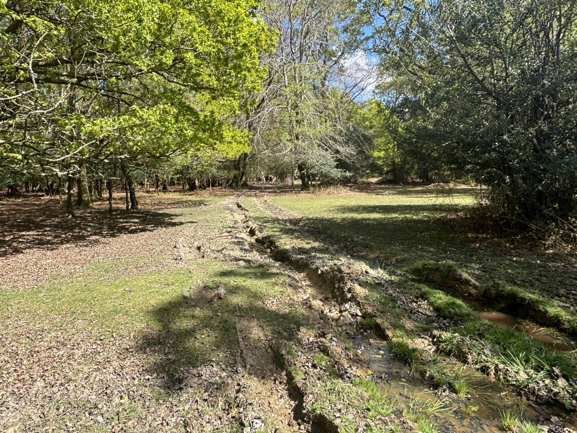 Minstead Image 9