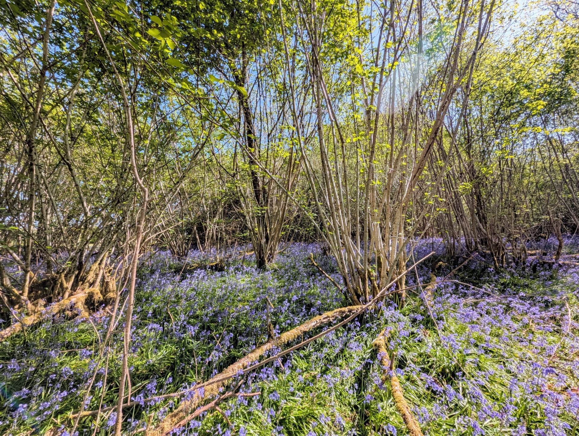 Nr Motcombe, Dorset Image 1