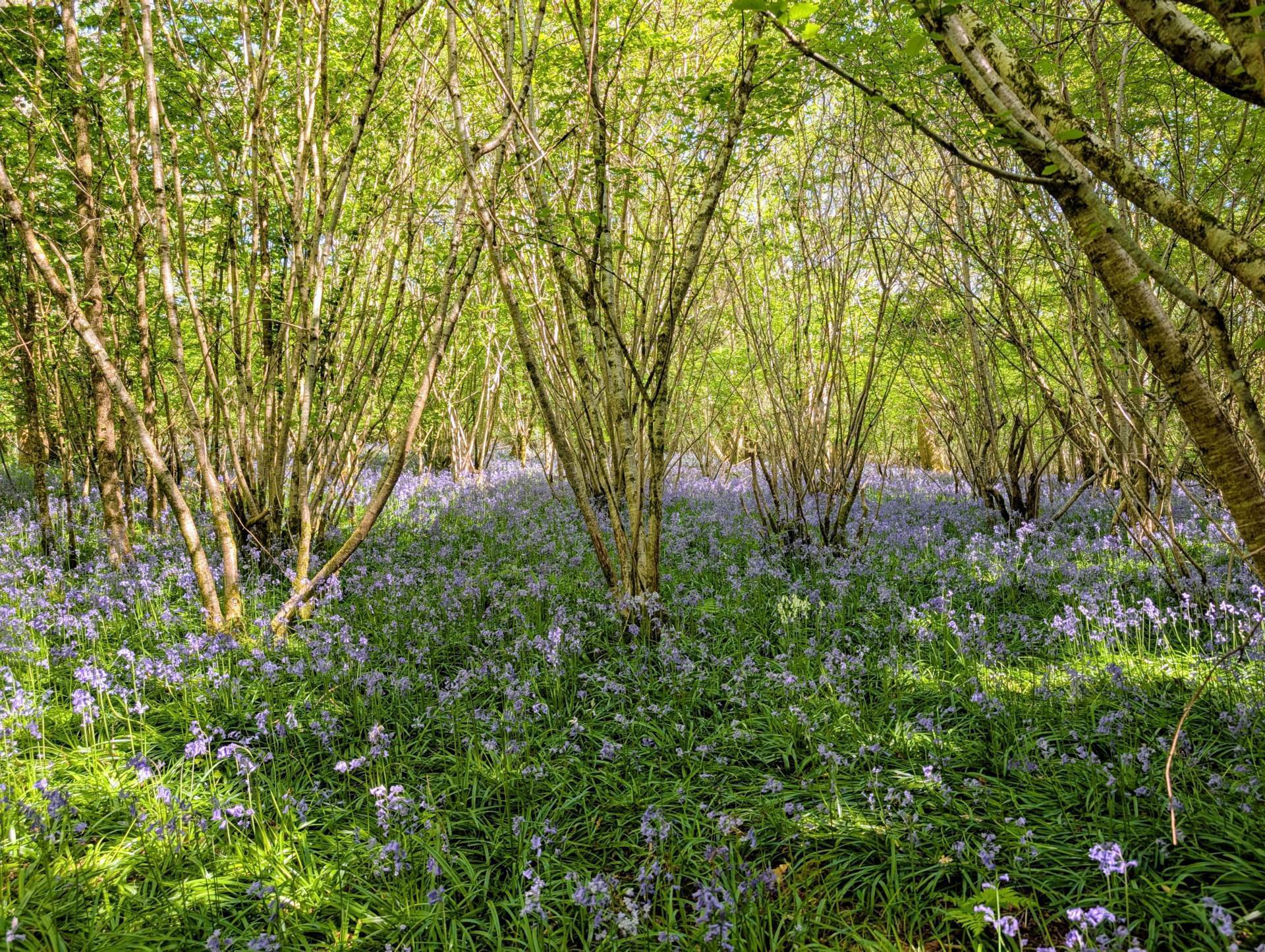 Nr Motcombe, Dorset Image 6
