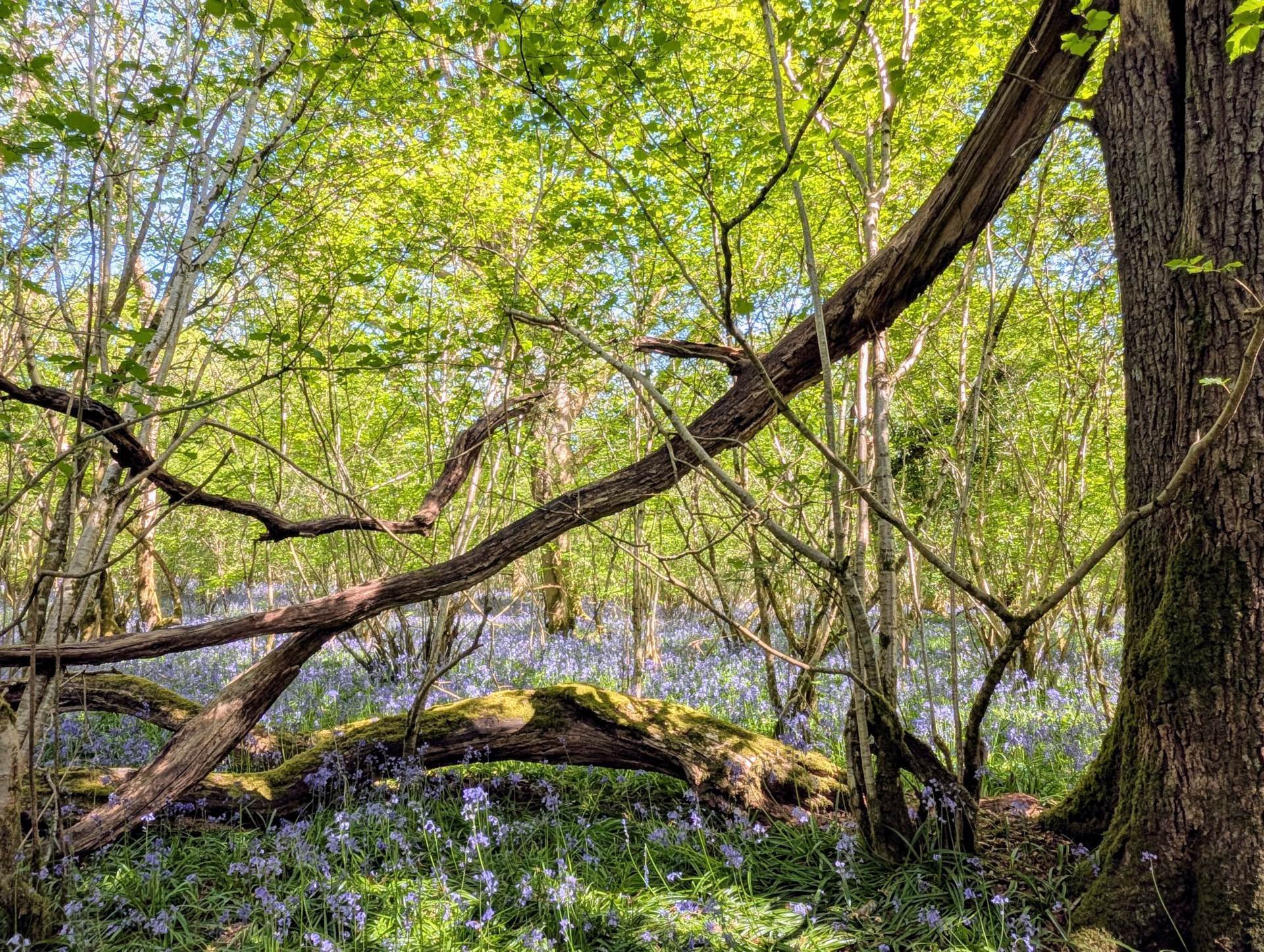 Nr Motcombe, Dorset Image 9