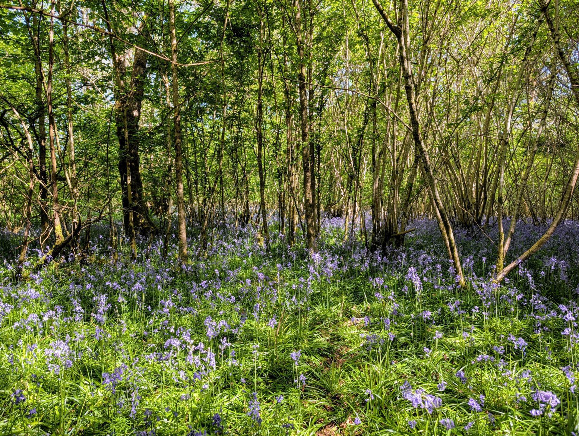 Nr Motcombe, Dorset Image 10