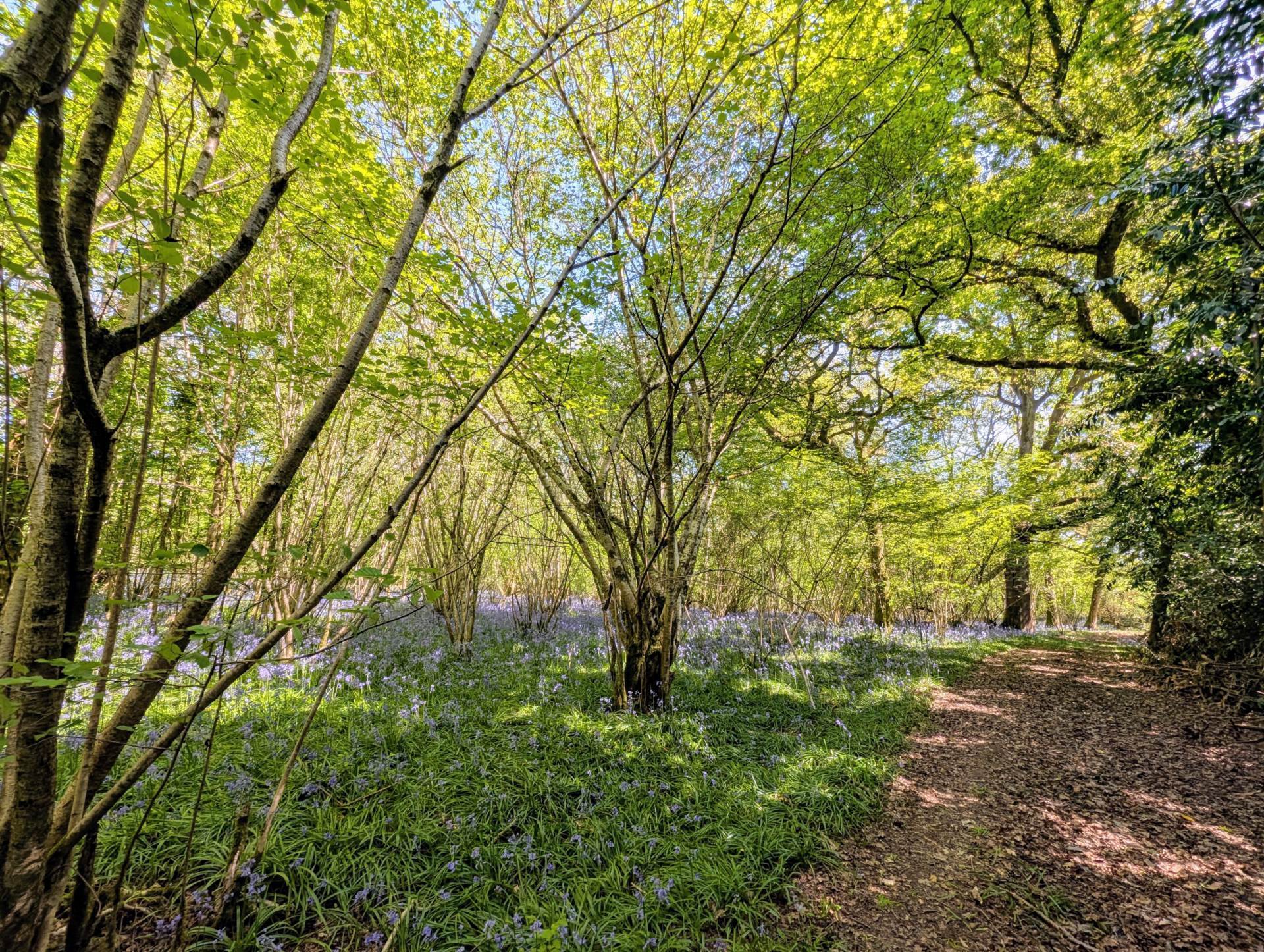Nr Motcombe, Dorset Image 11