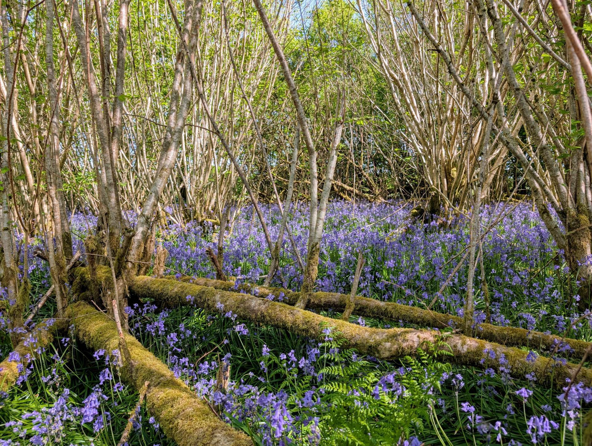 Nr Motcombe, Dorset Image 12