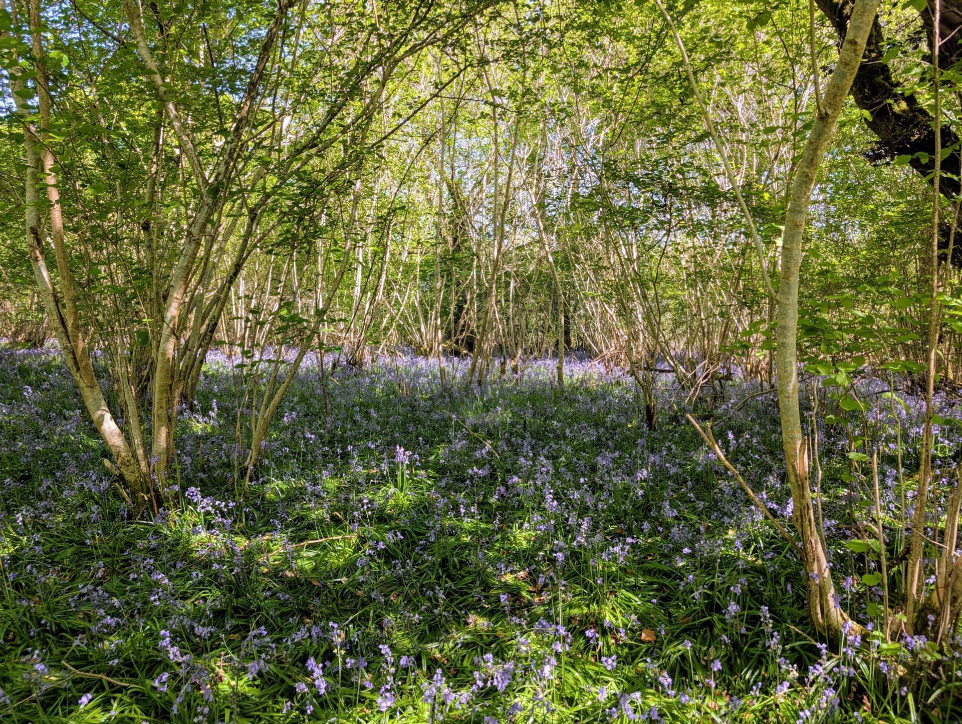 Nr Motcombe, Dorset Image 13
