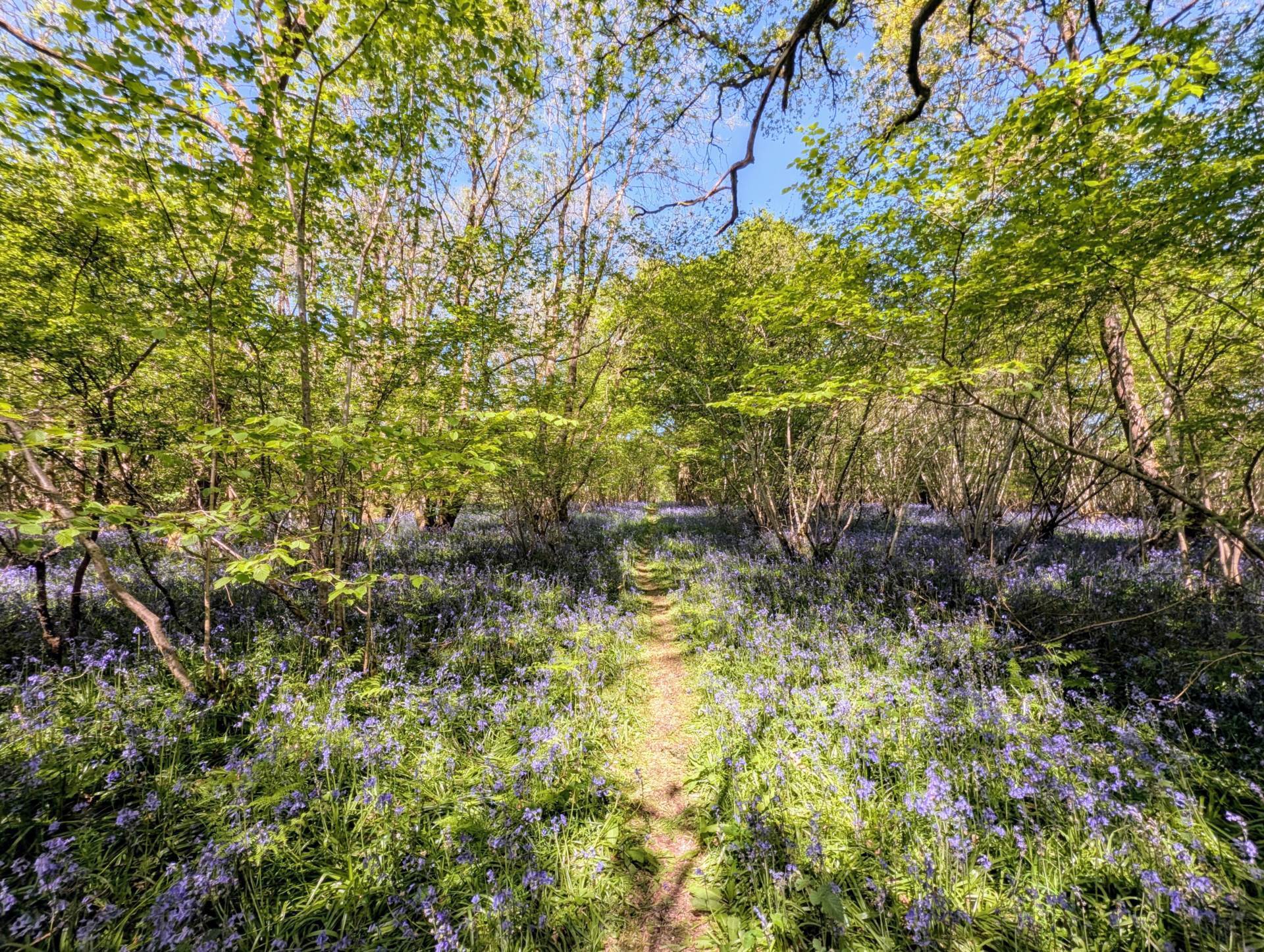 Nr Motcombe, Dorset Image 14