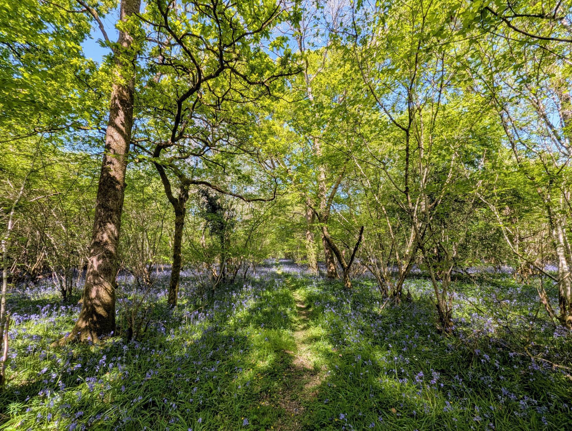 Nr Motcombe, Dorset Image 15