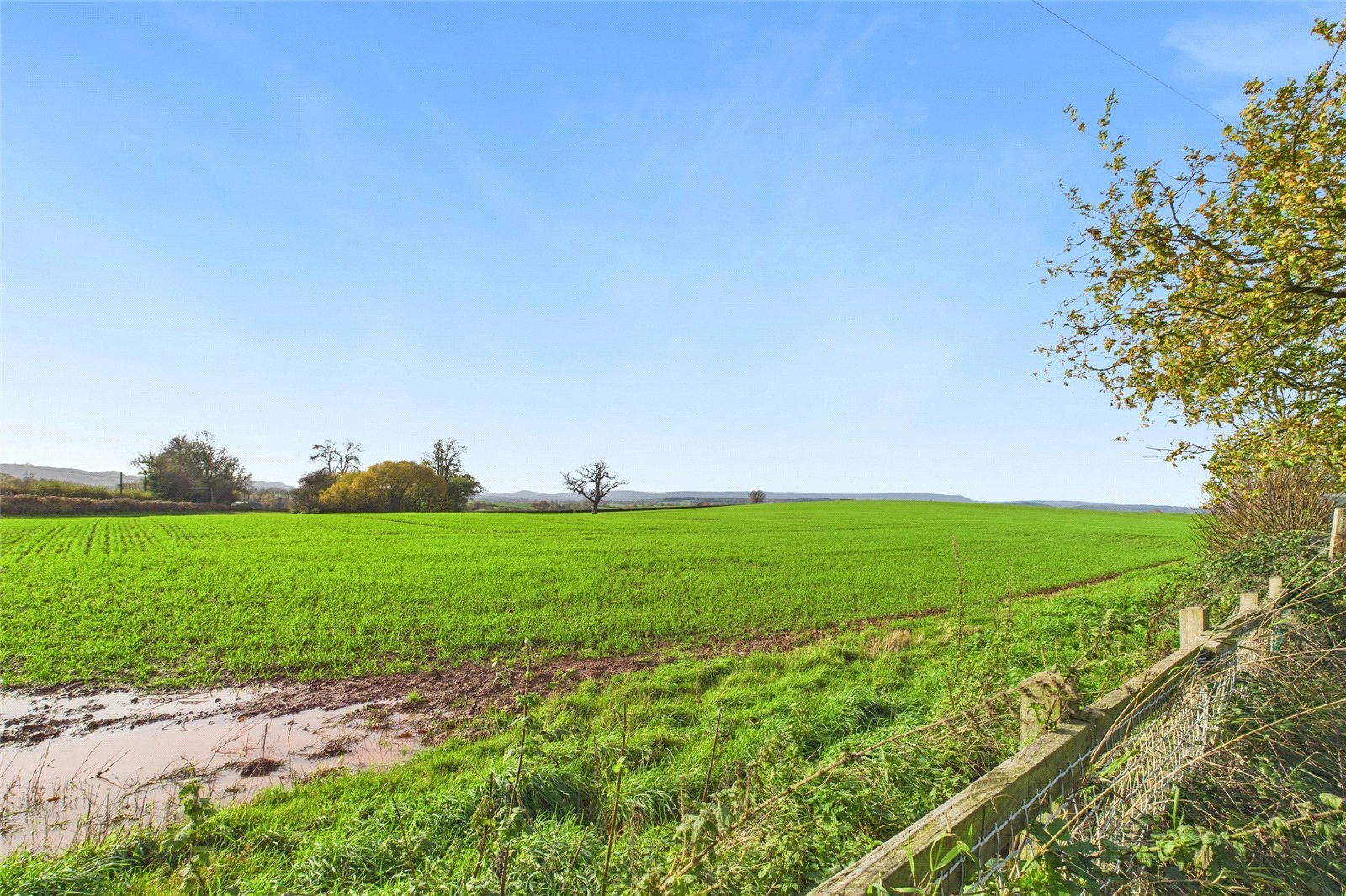 Callow, Hereford, Herefordshire, HR2 Image 18
