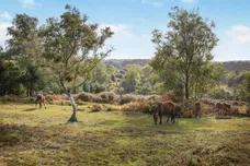 Daggons Road, Alderholt, Fordingbridge