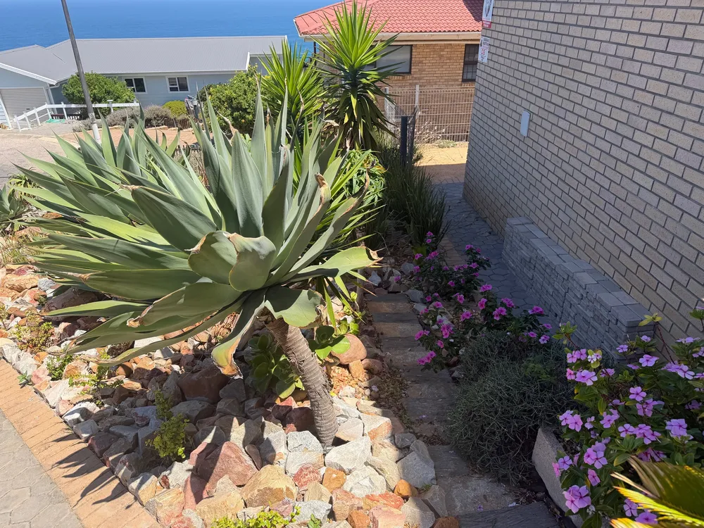 South Africa, Western Cape, Dana Bay, P. Pulchra Street, 8