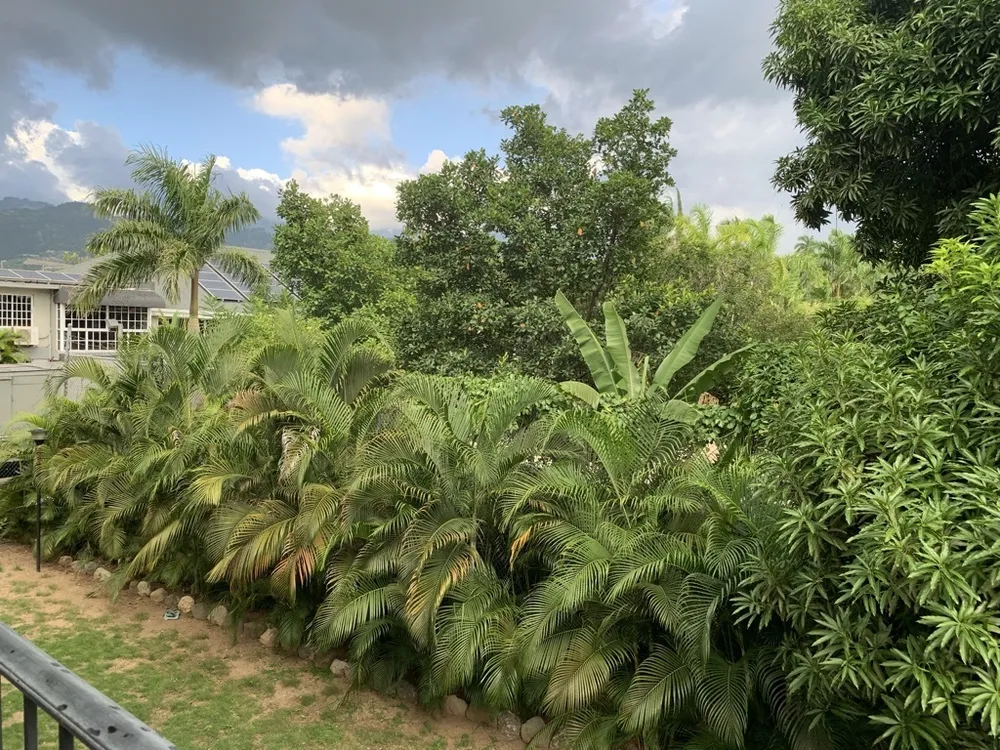 30 Hopefield Avenue Kingston 6 Kingston  St. Andrew