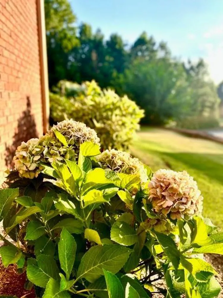71 Greystone Ct, Smiths Station, AL 36877