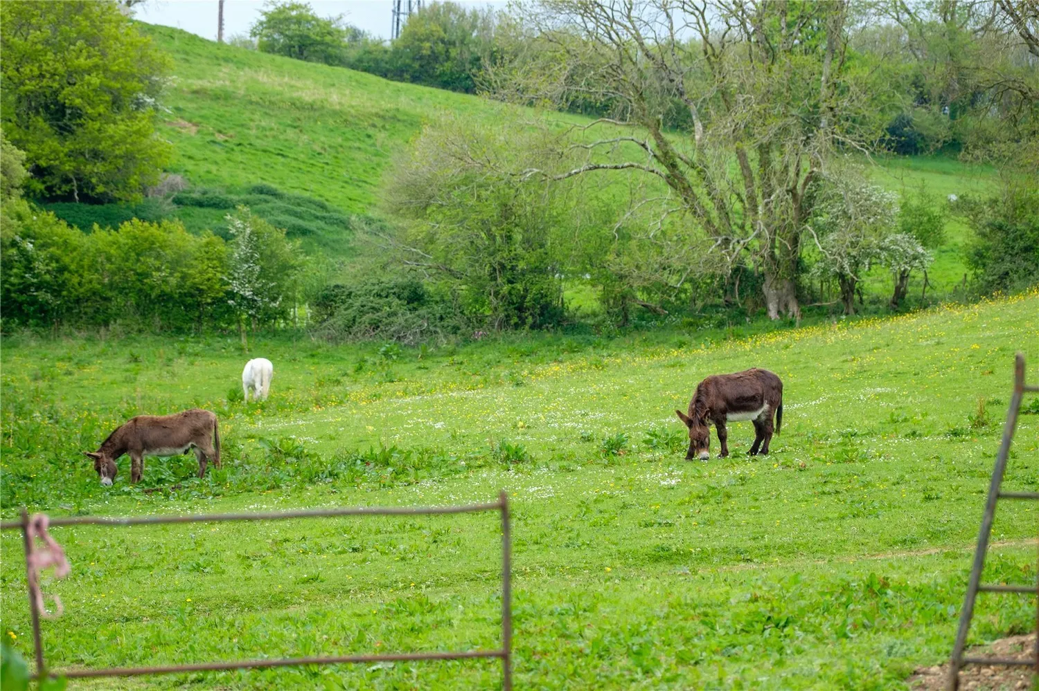 Powerstock, Bridport, DT6 photo 60