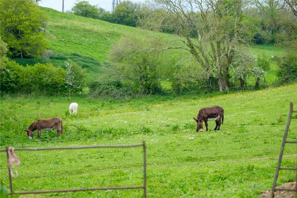 Powerstock, Bridport, DT6 photo 60