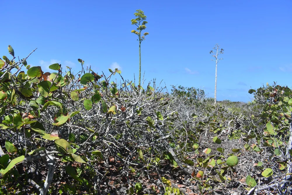 Whale Point Estates Eleuthera