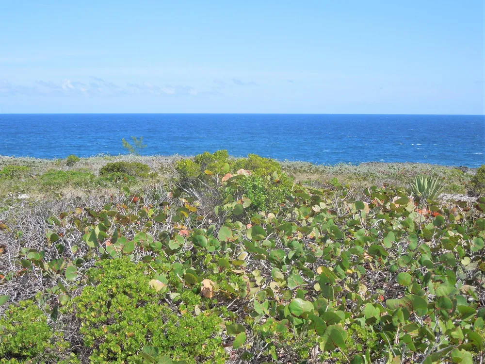 Whale Point Estates Eleuthera