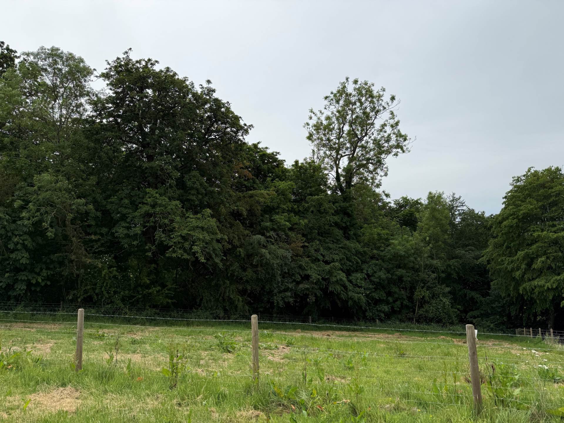 Ibberton, Dorset Image 8