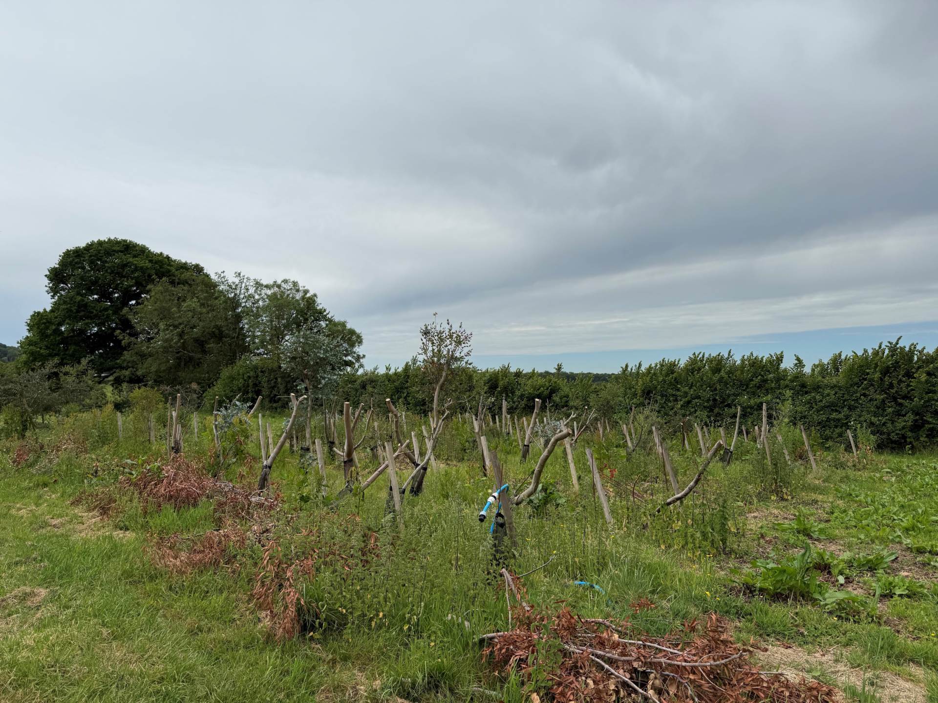 Ibberton, Dorset Image 6