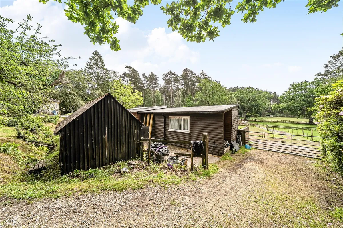 New Forest near Ringwood, Hampshire