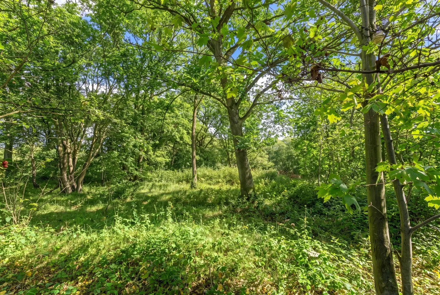 Choats Wood, Fordham, CO3 photo 36