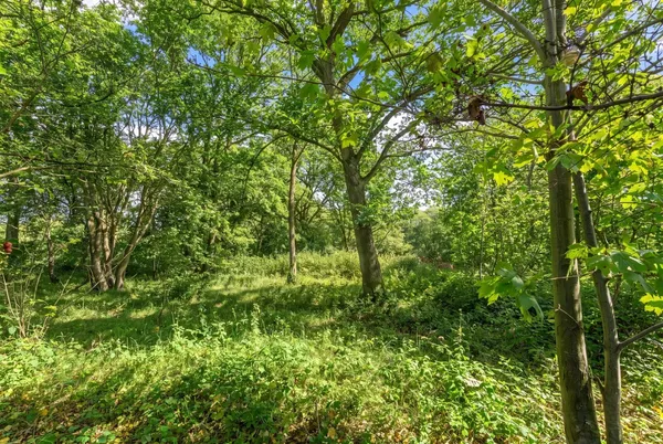 Choats Wood, Fordham, CO3 photo 36