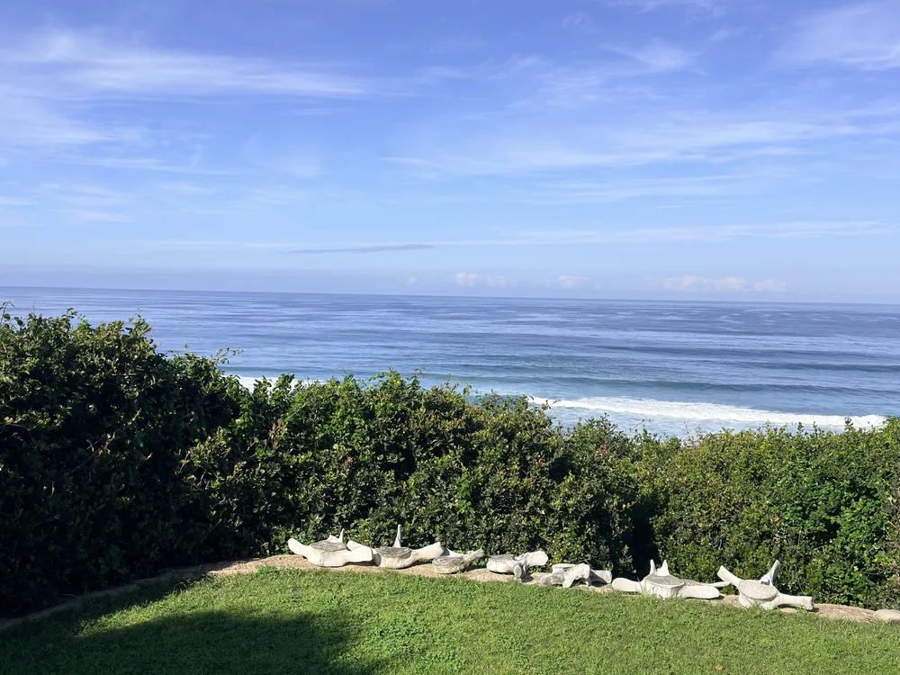 South Africa, Western Cape, Dana Bay, P. Grandiceps Street, 24