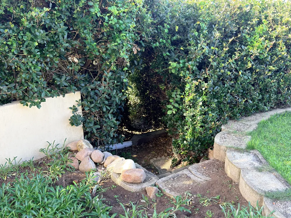 South Africa, Western Cape, Dana Bay, P. Grandiceps Street, 24