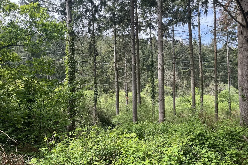 Agent's photo: 17.12-acre woodland in Exeter
