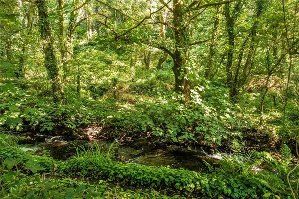 Lowertown, Helston, TR13 photo 13