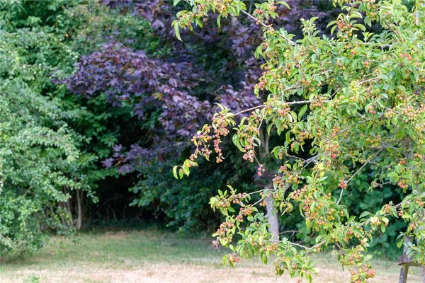 Over Stratton, South Petherton, TA13 photo 27
