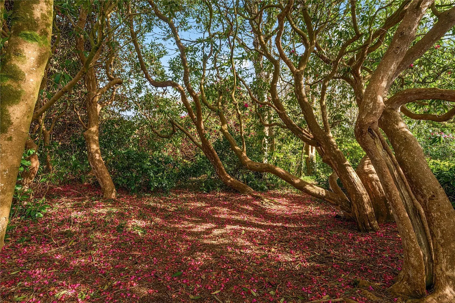 Holman Park, Camborne, TR14 photo 12