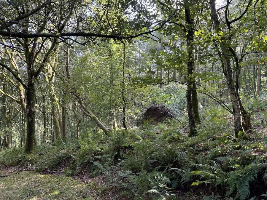 Property Image 5