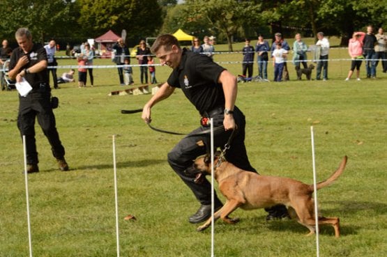 Canine capers hot sale agility