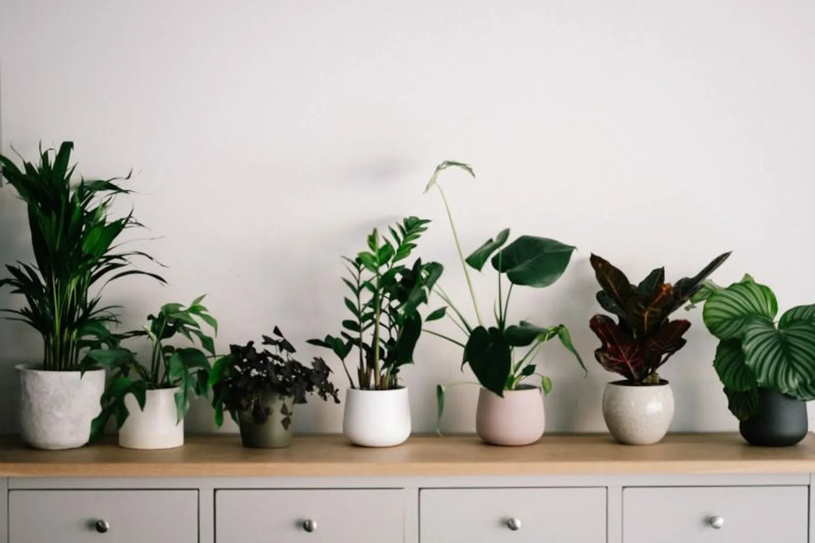 Houseplants: How to Create a Green Sanctuary in Your Runcorn Home