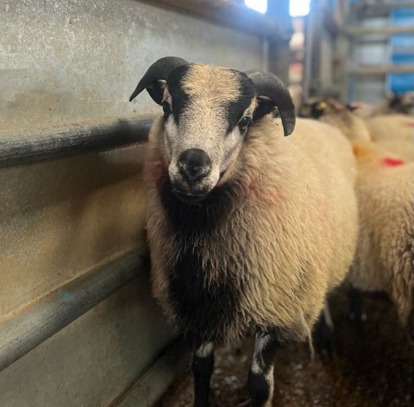 South Molton Market Thursday 1 September Stags Estate Agents