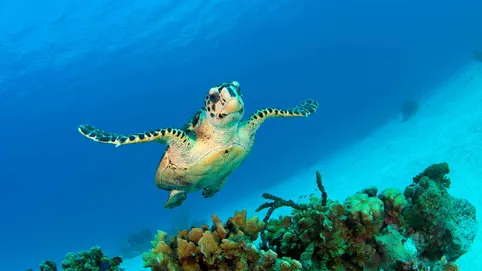 Cayman Islands market overview