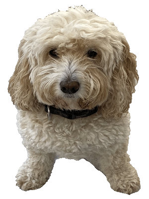 Boo the dog